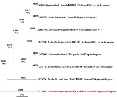 Inhibition of carbohydrate hydrolyzing enzymes by a potential probiotic Levilactobacillus brevis RAMULAB49 isolated from fermented Ananas comosus